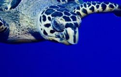 Inquisitive sea turtle near the surface. Image taken on B... by Allan Vandeford 